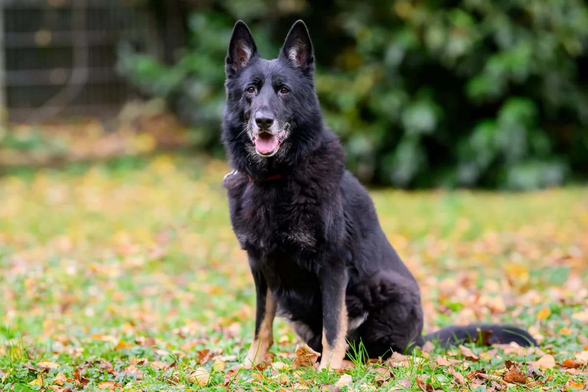 Mango KT9/26, gelb Mixed Breed for adoption at Shelter Wetterau e.V.
