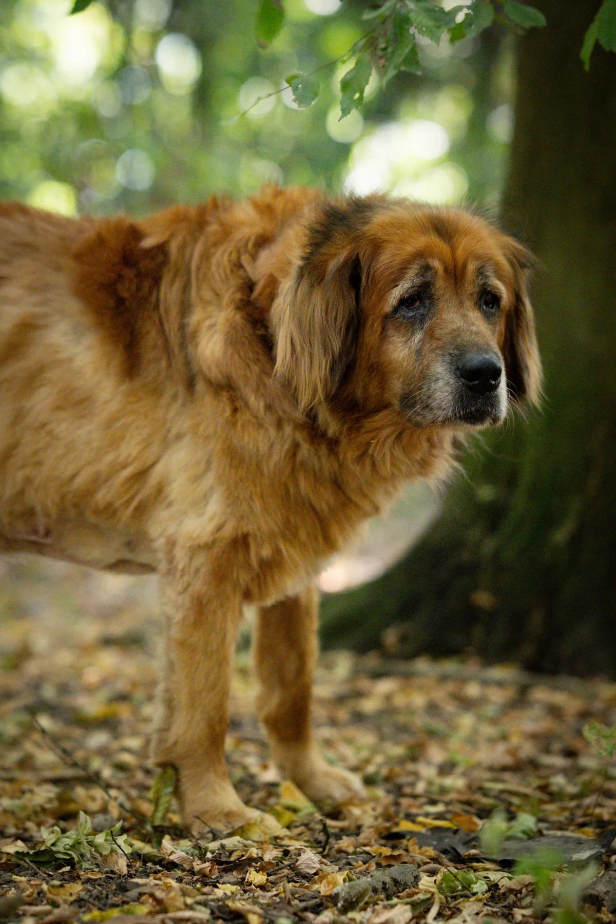 Feli FH 27/26, rotbraun female senior Mixed Breed for adoption at Shelter Wetterau e.V.
