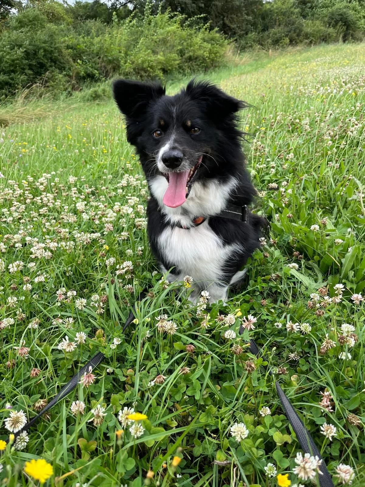 Lordy FH 31/21, tricolor male senior Mixed Breed for adoption at Shelter Wetterau e.V.