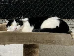 Lotti FK 6/23, schwarz female Mixed Breed for adoption at Shelter Wetterau e.V.
