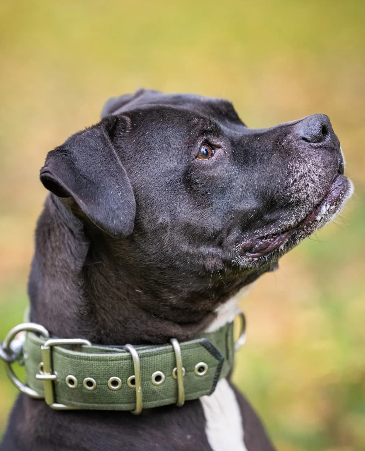 Franny FK 6/26, tricolor female Mixed Breed for adoption at Shelter Wetterau e.V.