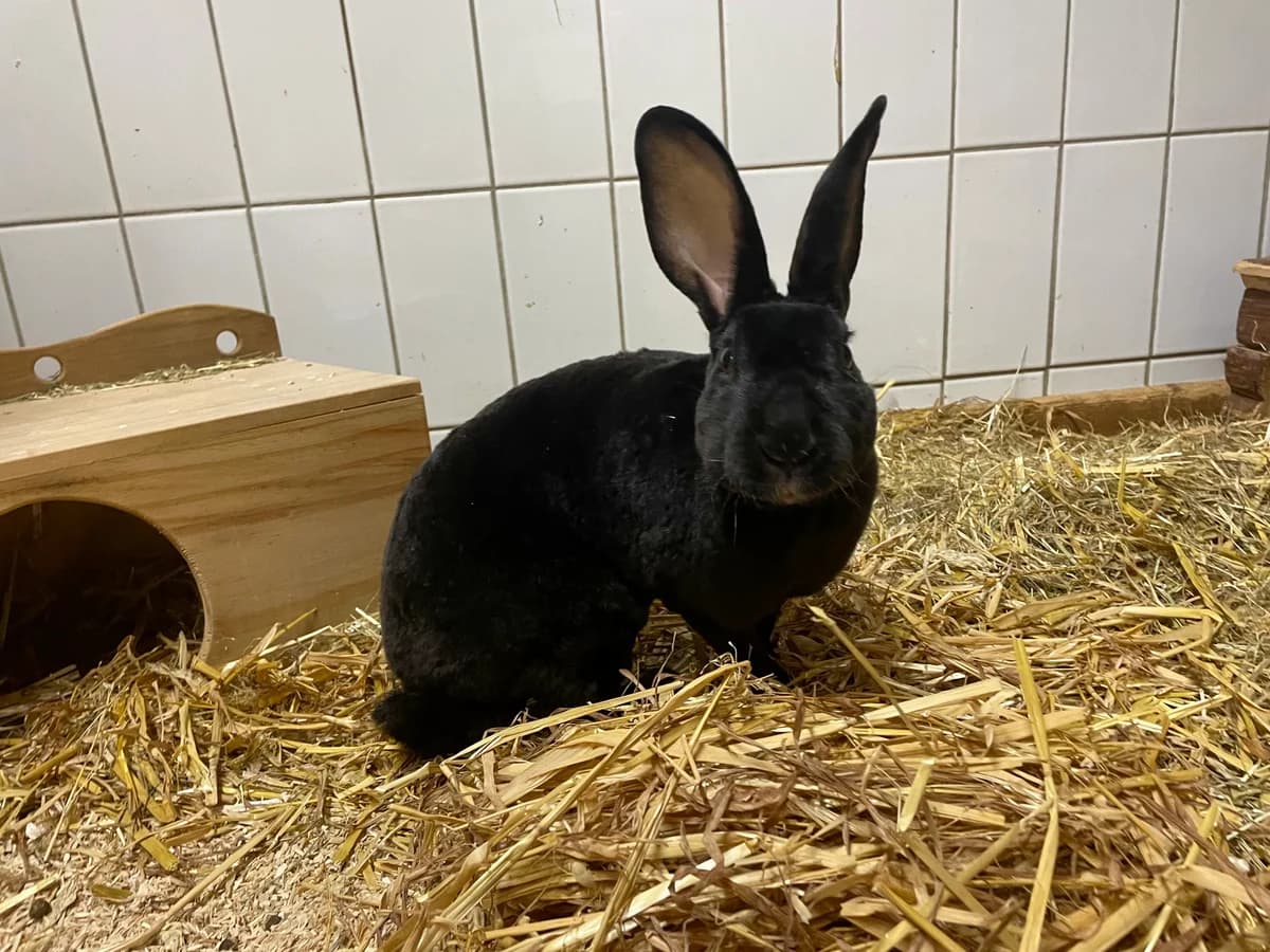 Sina KT 4/26, schwarz female Mixed Breed for adoption at Shelter Wetterau e.V.