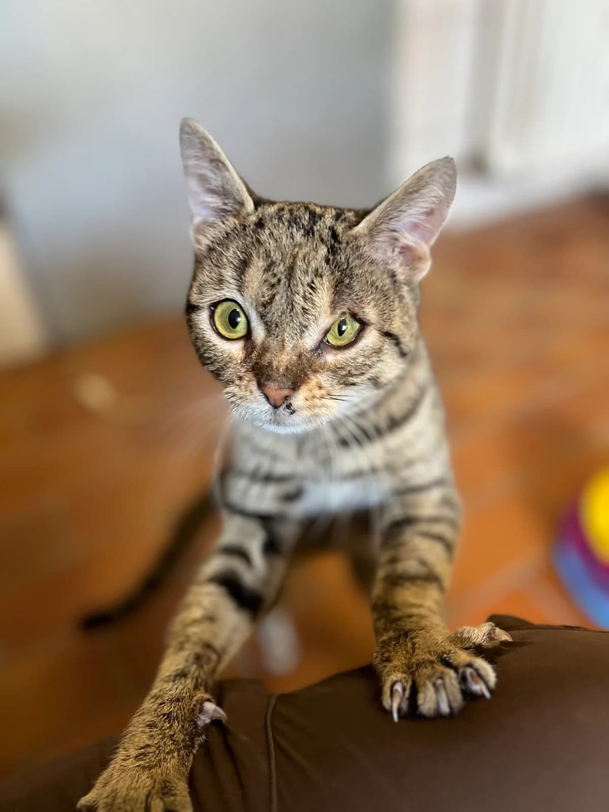 Stella FK 44/26, grau female Mixed Breed for adoption at Shelter Wetterau e.V.