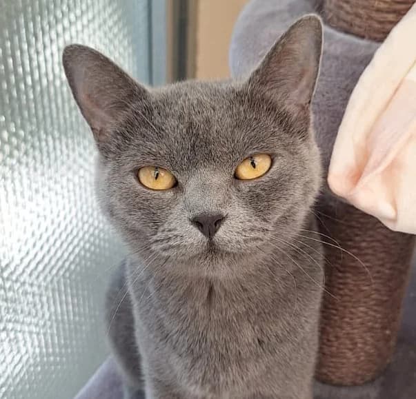 Anastasia, blau female Mixed Breed for adoption at Tierheim Wetzlar, Wetzlar