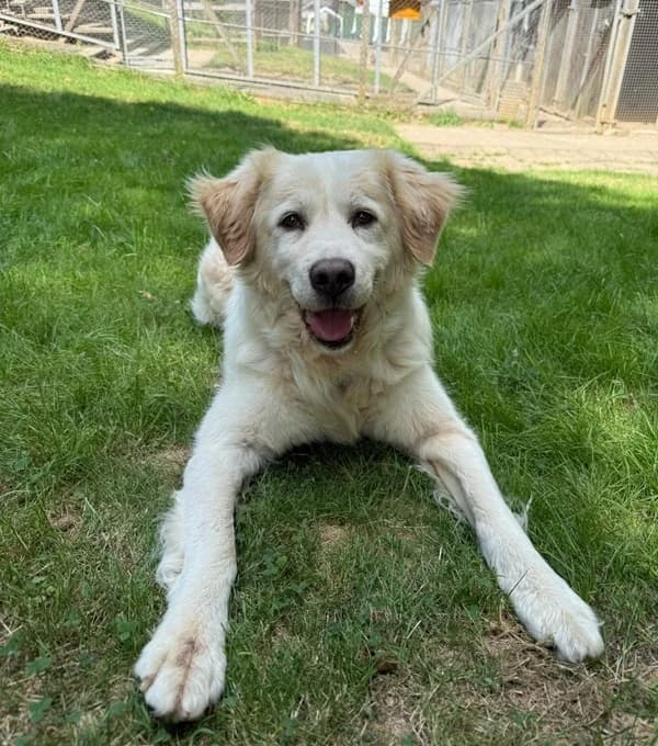 Apton, beige male senior Mixed Breed for adoption at Tierheim Wetzlar, Wetzlar