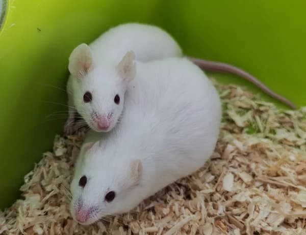 Cheese und Twist, female Mixed Breed for adoption at Tierheim Wetzlar, Wetzlar
