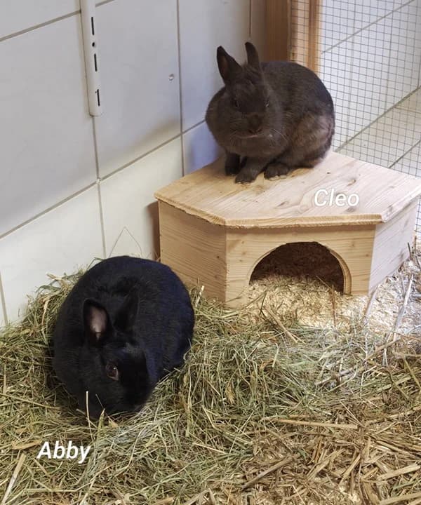 Cleo und Abby, braun female young mixed breed for adoption at Tierheim Wetzlar, Wetzlar