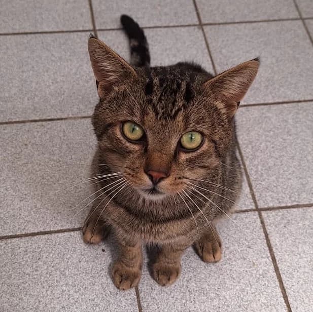Columbus, getigert male Mixed Breed for adoption at Tierheim Wetzlar, Wetzlar
