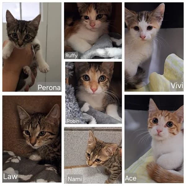 Die One Piece Kitten, getigert male European Shorthair for adoption at Tierheim Wetzlar, Wetzlar