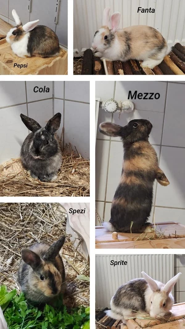 Die Softdrinkbande, tricolor male puppy mixed breed for adoption at Tierheim Wetzlar, Wetzlar