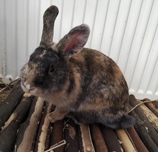 Elfie, female Mixed Breed for adoption at Tierheim Wetzlar, Wetzlar