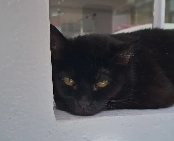 Else, schwarz female Mixed Breed for adoption at Tierheim Wetzlar, Wetzlar