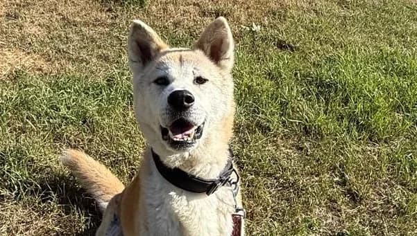 Elvis, rot male Mixed Breed for adoption at Tierheim Wetzlar, Wetzlar