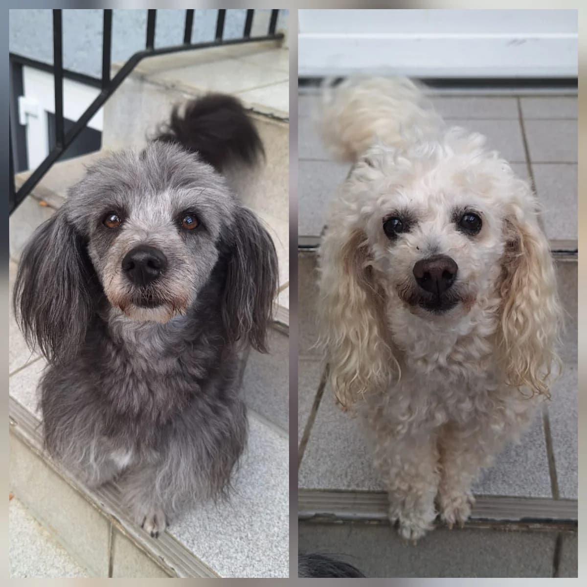 Fellow & Cherry, grau male Mixed Breed for adoption at Tierheim Wetzlar, Wetzlar