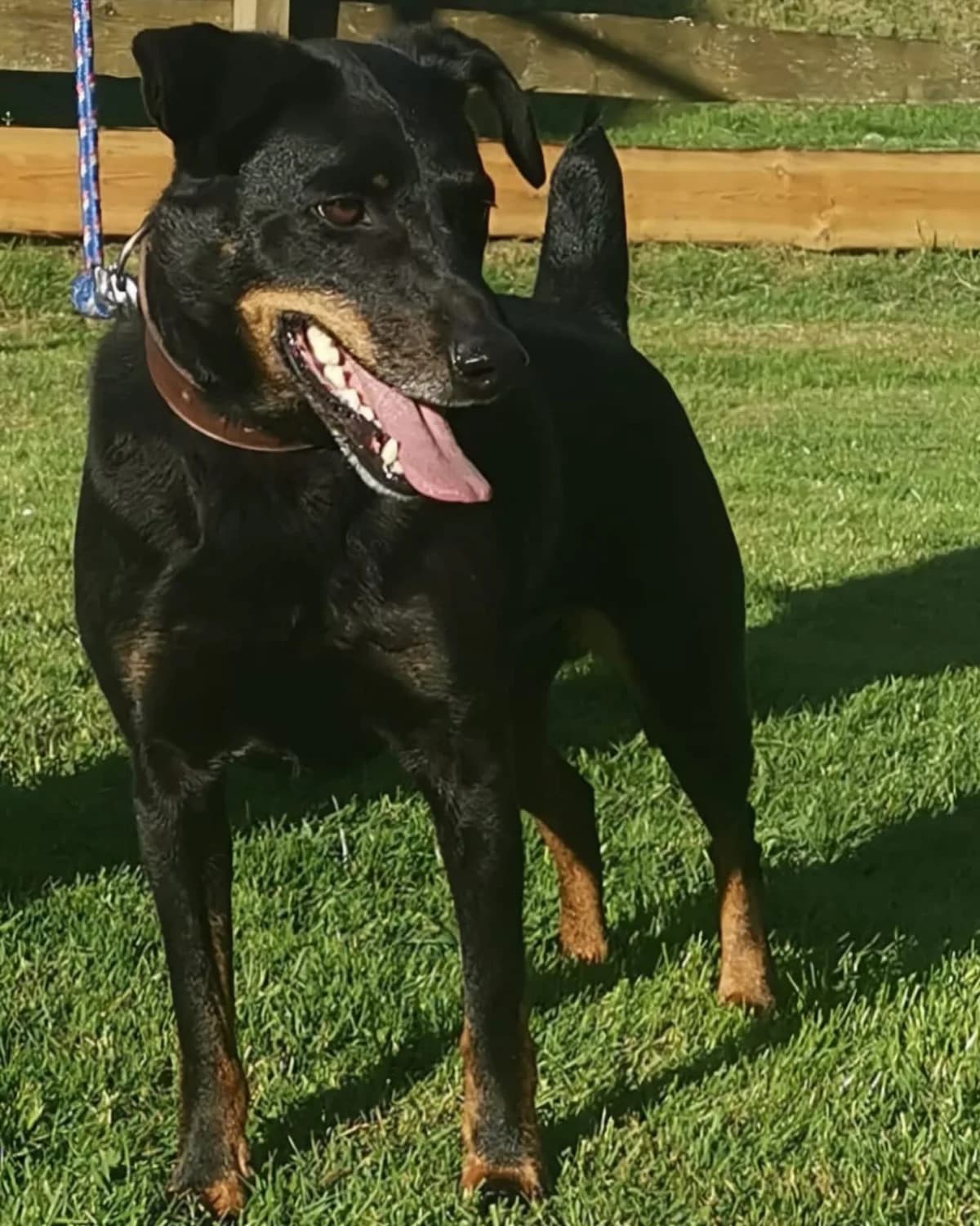George – Paten gesucht! (Zum Training im Hundezentrum Snoopy), schwarz male senior mixed breed for adoption at Tierheim Wetzlar, Wetzlar