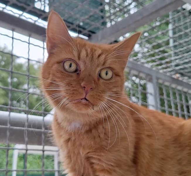 Ginger, rot female Mixed Breed for adoption at Tierheim Wetzlar, Wetzlar