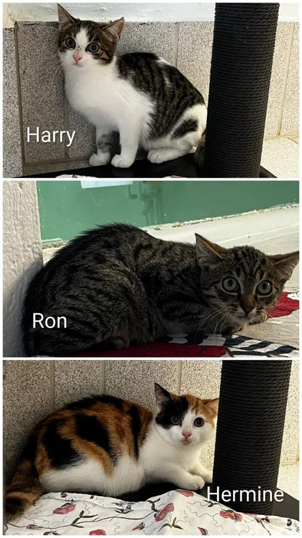 Harry, Ron und Hermine, getigert male puppy European Shorthair for adoption at Tierheim Wetzlar, Wetzlar
