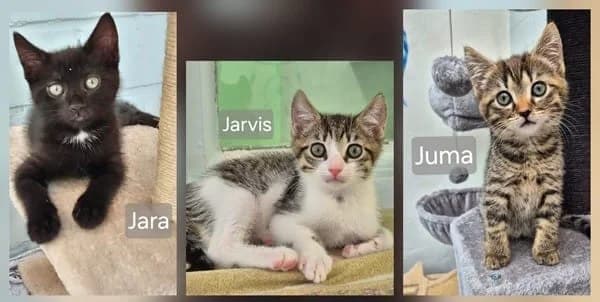 Jarvis, Jara und Juma, grau male puppy European Shorthair for adoption at Tierheim Wetzlar, Wetzlar