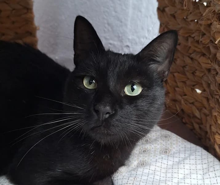 Lenny, schwarz male Mixed Breed for adoption at Tierheim Wetzlar, Wetzlar