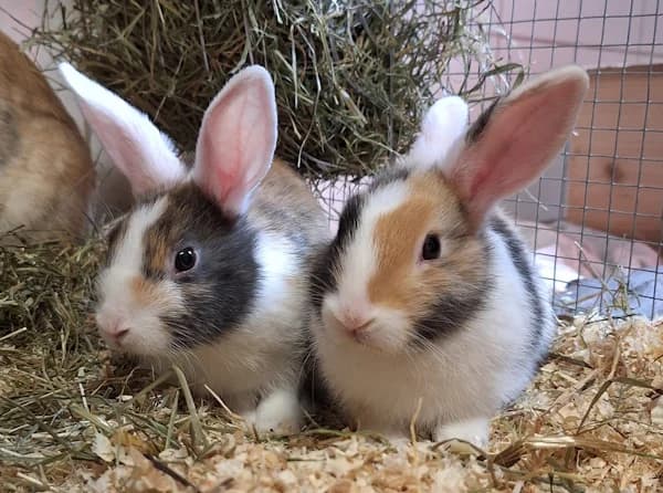 Lukie & Erie, tricolor male Mixed Breed for adoption at Tierheim Wetzlar, Wetzlar