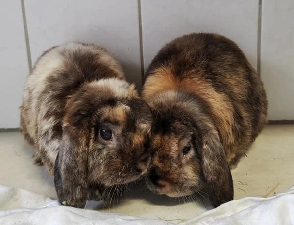 Max und Moritz, dunkelbraun male Mixed Breed for adoption at Tierheim Wetzlar, Wetzlar