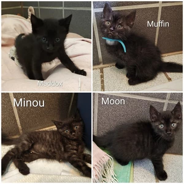 Minou, Muffin, Maddox und Moon, male puppy European Shorthair for adoption at Tierheim Wetzlar, Wetzlar