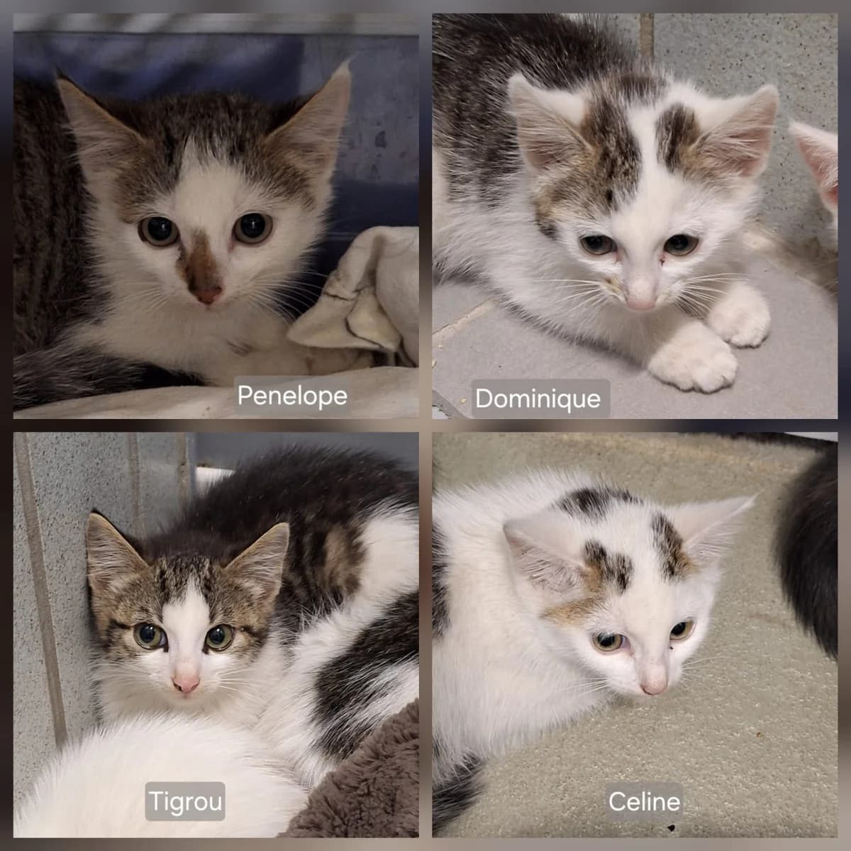 Penelope, Tigrou, Celine und Dominique, male puppy Mixed Breed for adoption at Tierheim Wetzlar, Wetzlar