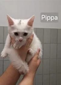 Pippa, female puppy Mixed Breed for adoption at Tierheim Wetzlar, Wetzlar