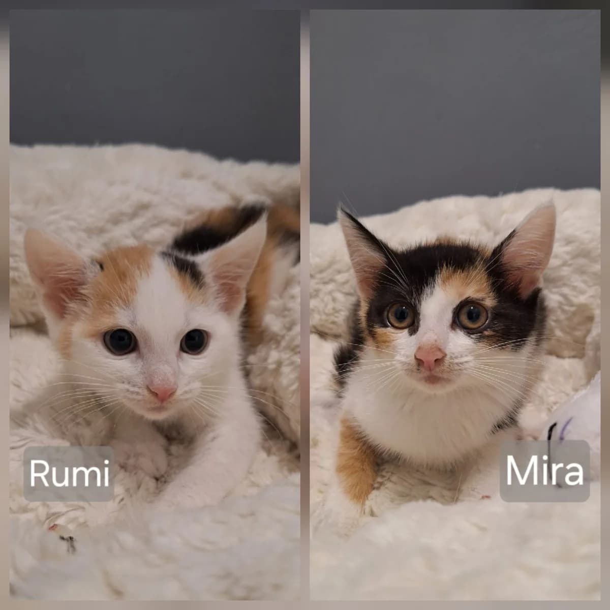 Rumi und Mira, tricolor female puppy Mixed Breed for adoption at Tierheim Wetzlar, Wetzlar