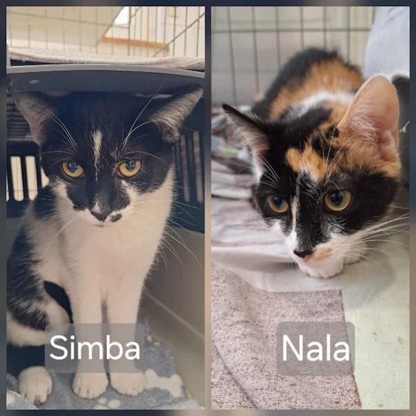 Simba & Nala, tricolor male young Mixed Breed for adoption at Tierheim Wetzlar, Wetzlar