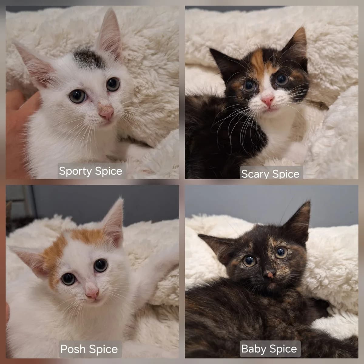 Sporty, Posh, Scary und Baby Spice, tricolor female puppy European Shorthair for adoption at Tierheim Wetzlar, Wetzlar