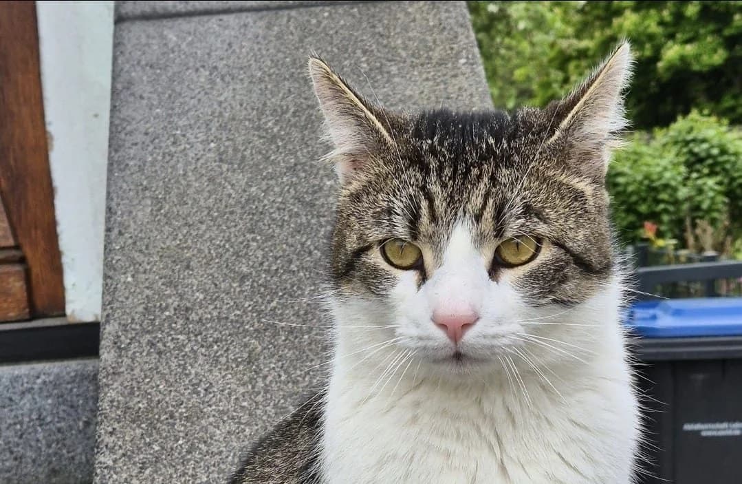 Streunerchen (Nicht bei uns im Tierheim), male 3yo Mixed Breed for adoption at Tierheim Wetzlar, Wetzlar