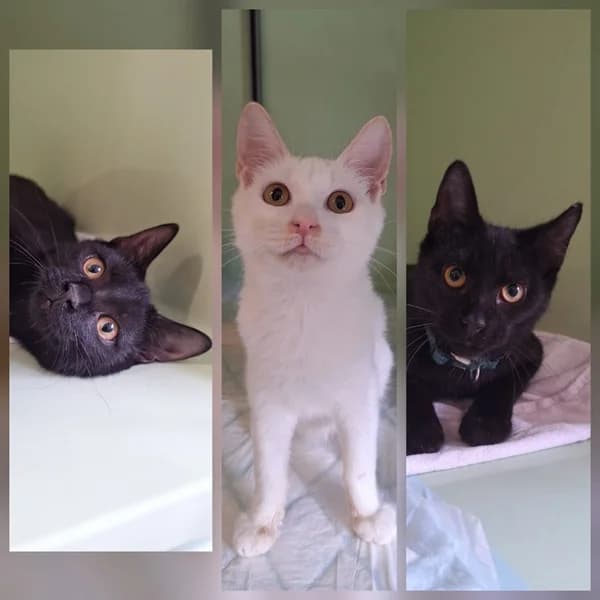 Tick, Trick und Track, schwarz male puppy European Shorthair for adoption at Tierheim Wetzlar, Wetzlar