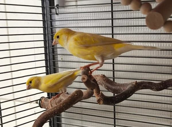 Tikka und Masala, gelb male mixed breed for adoption at Tierheim Wetzlar, Wetzlar