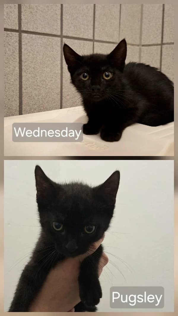 Wednesday &, schwarz male puppy Mixed Breed for adoption at Tierheim Wetzlar, Wetzlar