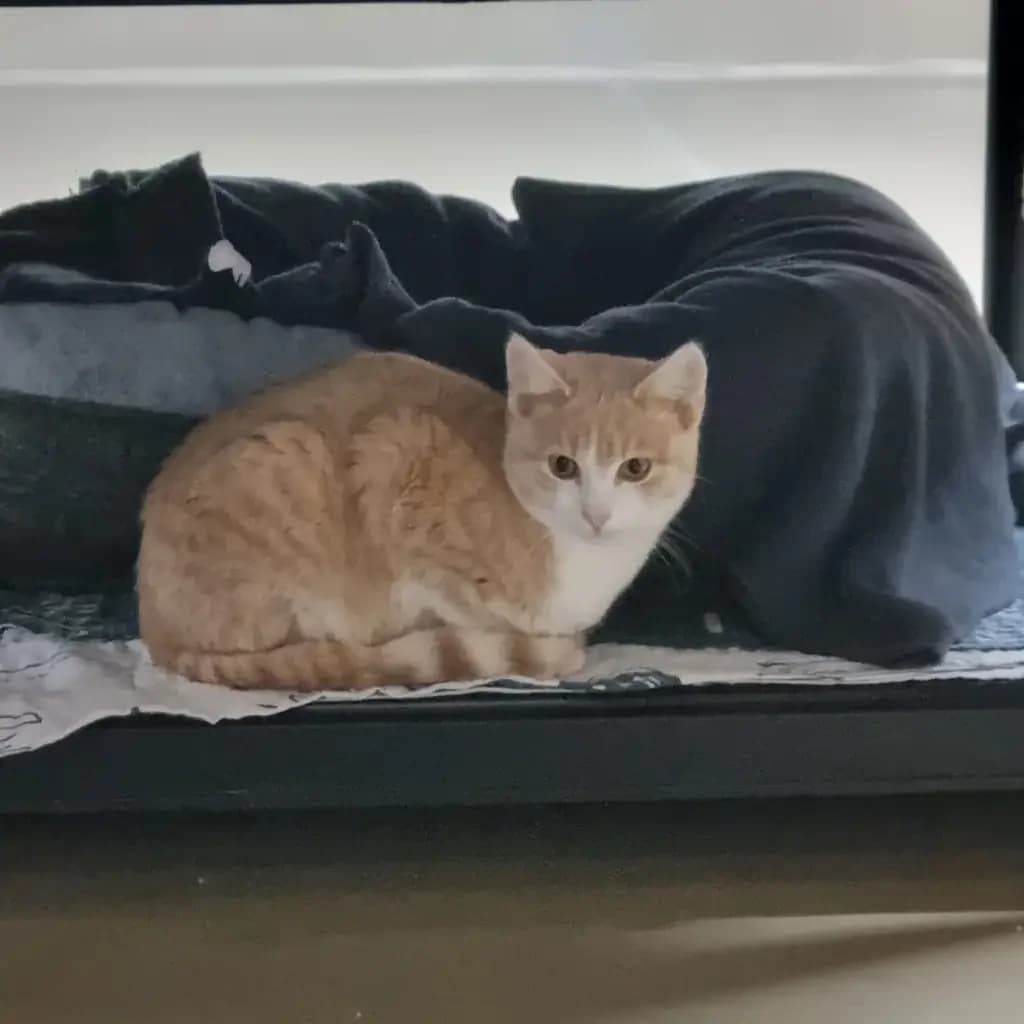 Paul, male Mixed Breed for adoption at Tierheim Wilhelmshaven, Wilhelmshaven