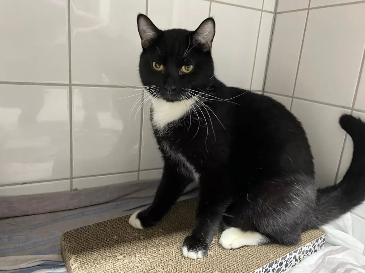 Sternchen, male Mixed Breed for adoption at Tierheim Wilhelmshaven, Wilhelmshaven