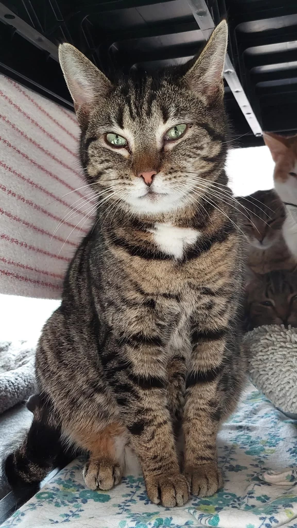 Twix, 5yo Mixed Breed for adoption at Tierheim Wilhelmshaven, Wilhelmshaven