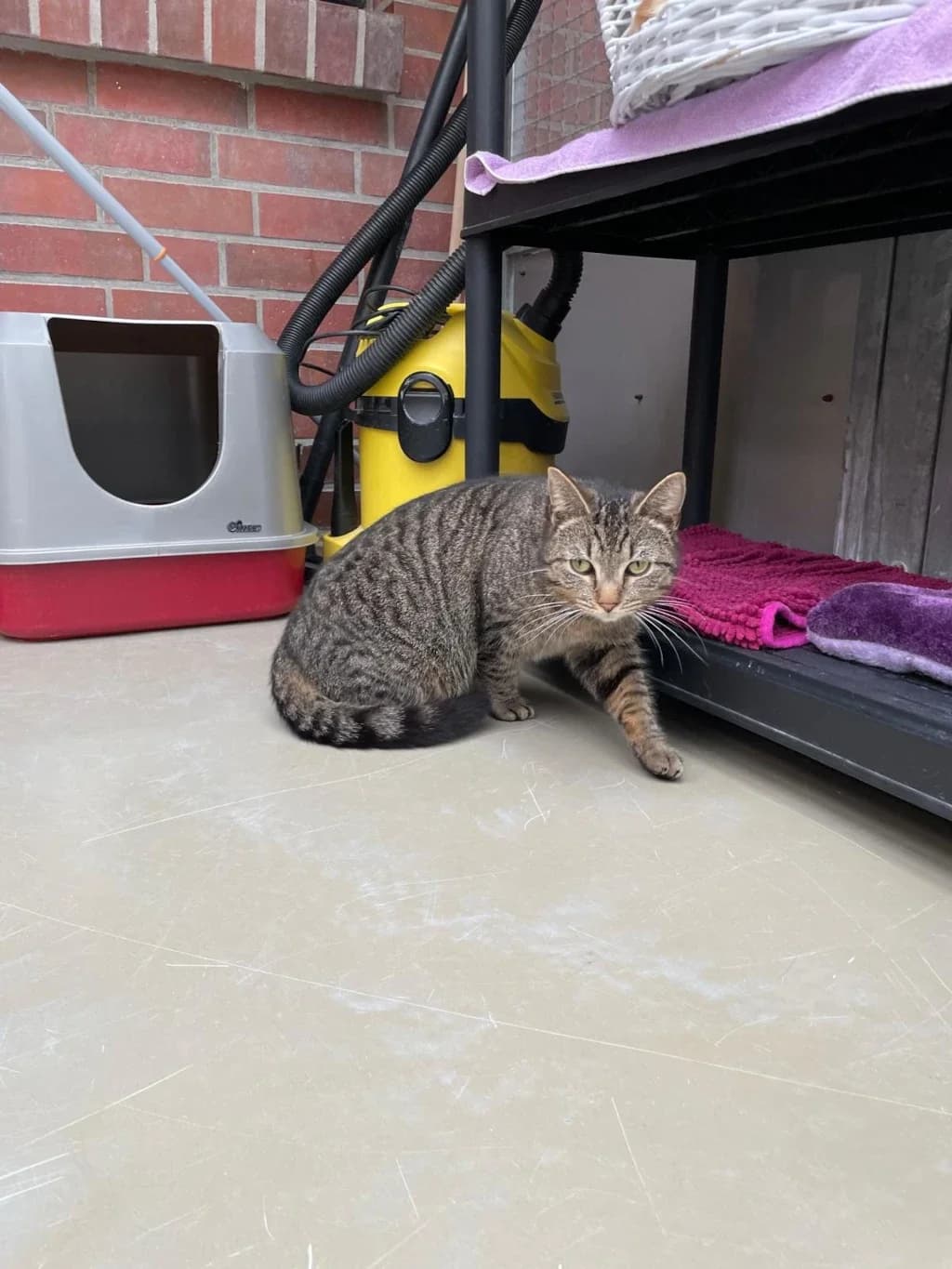 Dieter, 5yo Mixed Breed for adoption at Tierheim Wilhelmshaven, Wilhelmshaven