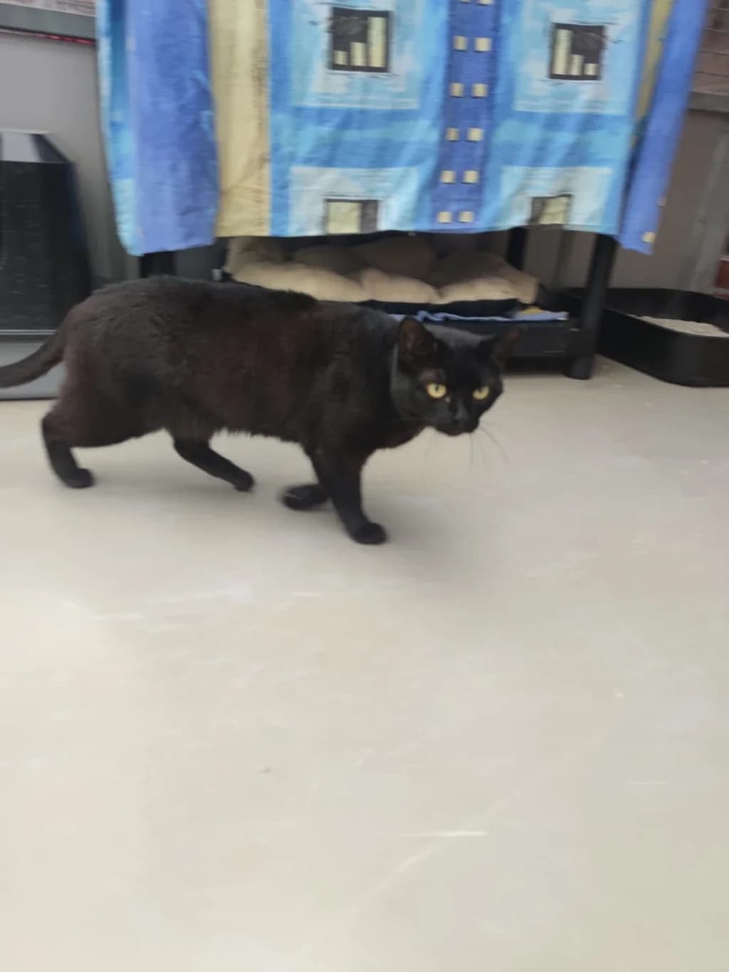 Miezi, 4yo Mixed Breed for adoption at Tierheim Wilhelmshaven, Wilhelmshaven