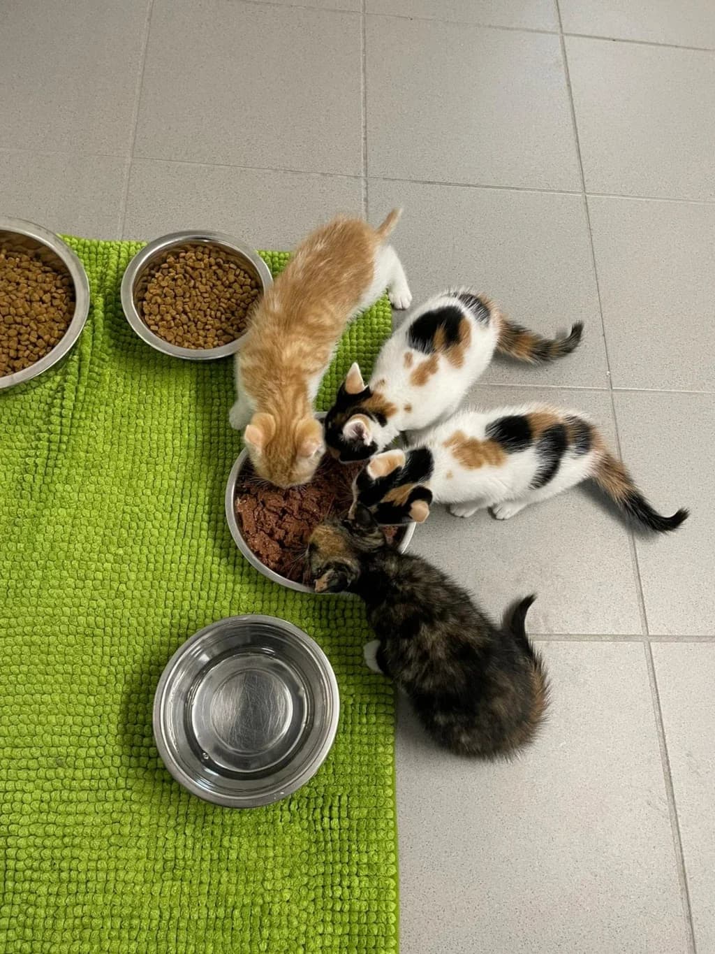Kitten vom 12.03.2024, male young Mixed Breed for adoption at Tierheim Wilhelmshaven, Wilhelmshaven