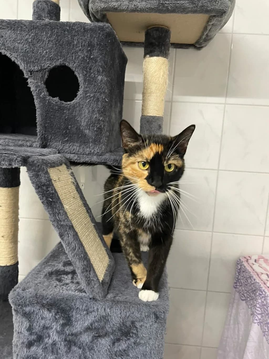 Rose, 3yo Mixed Breed for adoption at Tierheim Wilhelmshaven, Wilhelmshaven