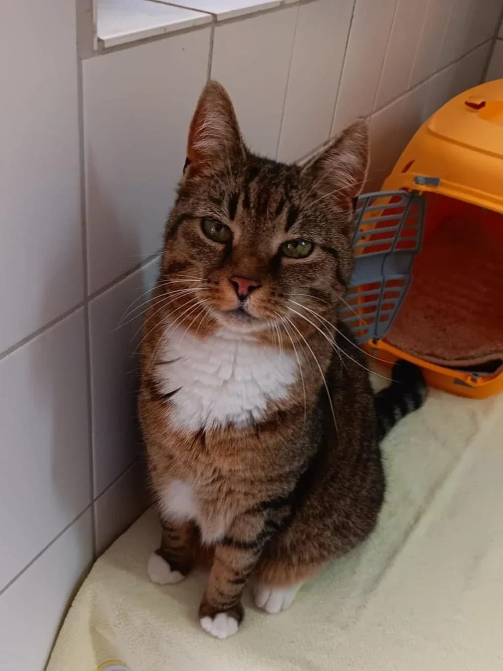 Ophelia, senior Mixed Breed for adoption at Tierheim Wilhelmshaven, Wilhelmshaven
