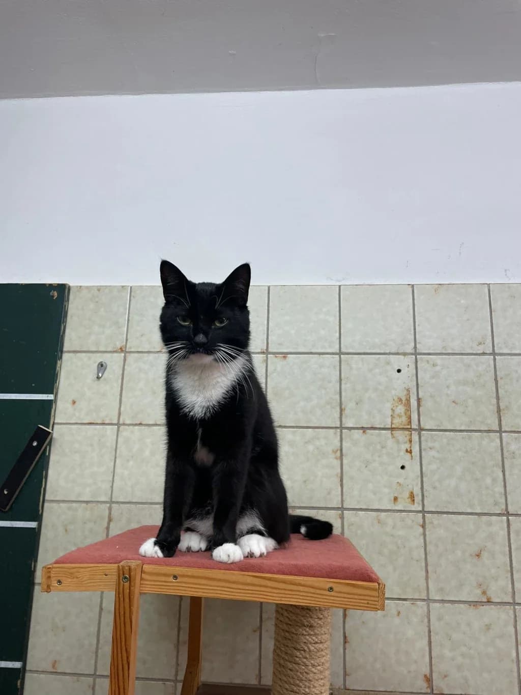 Bilbo, male Mixed Breed for adoption at Tierheim Wilhelmshaven, Wilhelmshaven