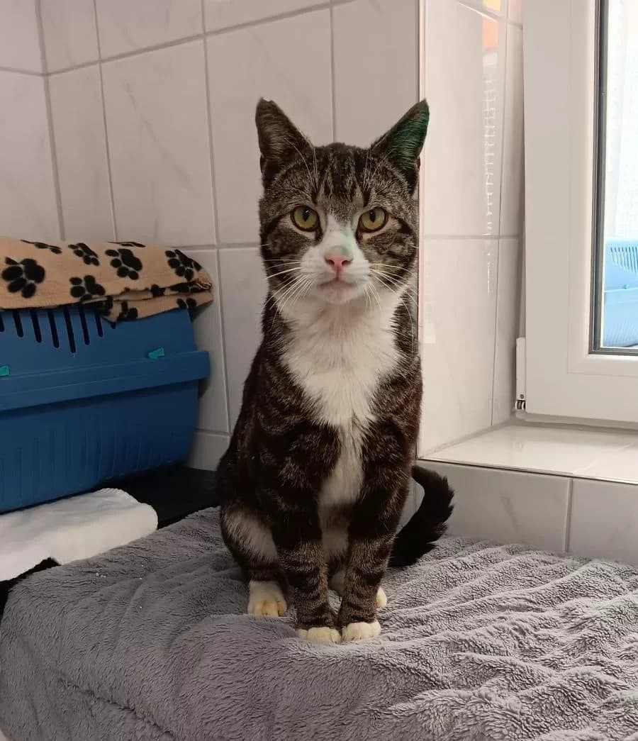 Knut, 3yo Mixed Breed for adoption at Tierheim Wilhelmshaven, Wilhelmshaven