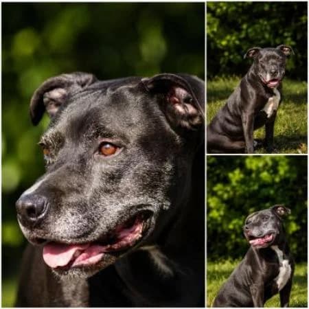 Spike, male senior American Staffordshire Terrier for adoption at Tierheim Wiesbaden, Wiesbaden