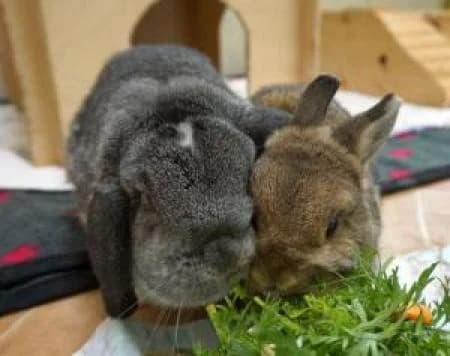 Lui und Cherrie, female Mixed Breed for adoption at Tierheim Wiesbaden, Wiesbaden