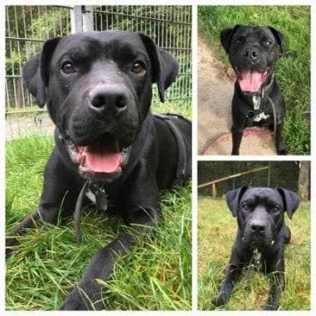 Gizmo, male Staffordshire Bull Terrier for adoption at Tierheim Wiesbaden, Wiesbaden