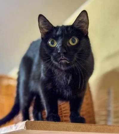 Ravi, Domestic Shorthair for adoption at Tierheim Wiesbaden, Wiesbaden