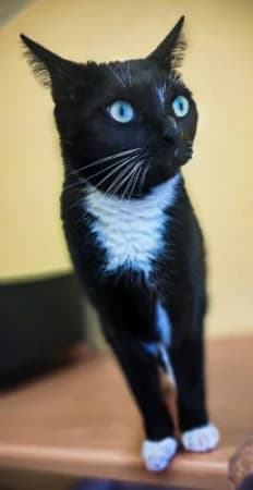 Apollo und Adelheid, male Domestic Shorthair for adoption at Tierheim Wiesbaden, Wiesbaden